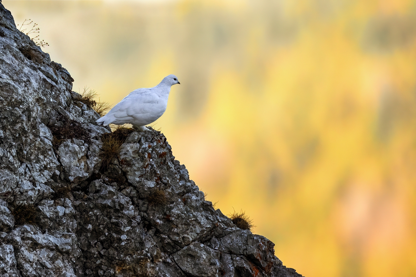 Alpenschneehuhn...