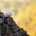 Alpenschneehuhn...