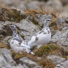  Alpenschneehuhn