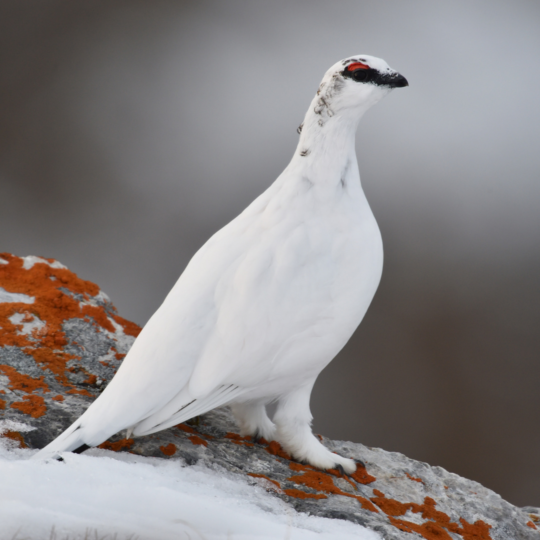 Alpenschneehuhn