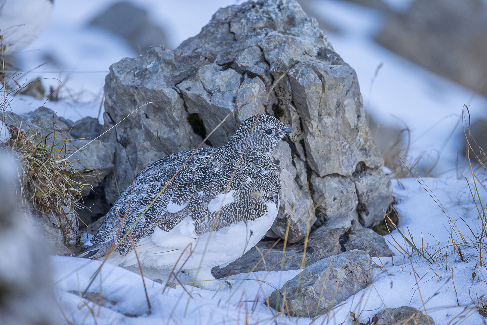 Alpenschneehuhn