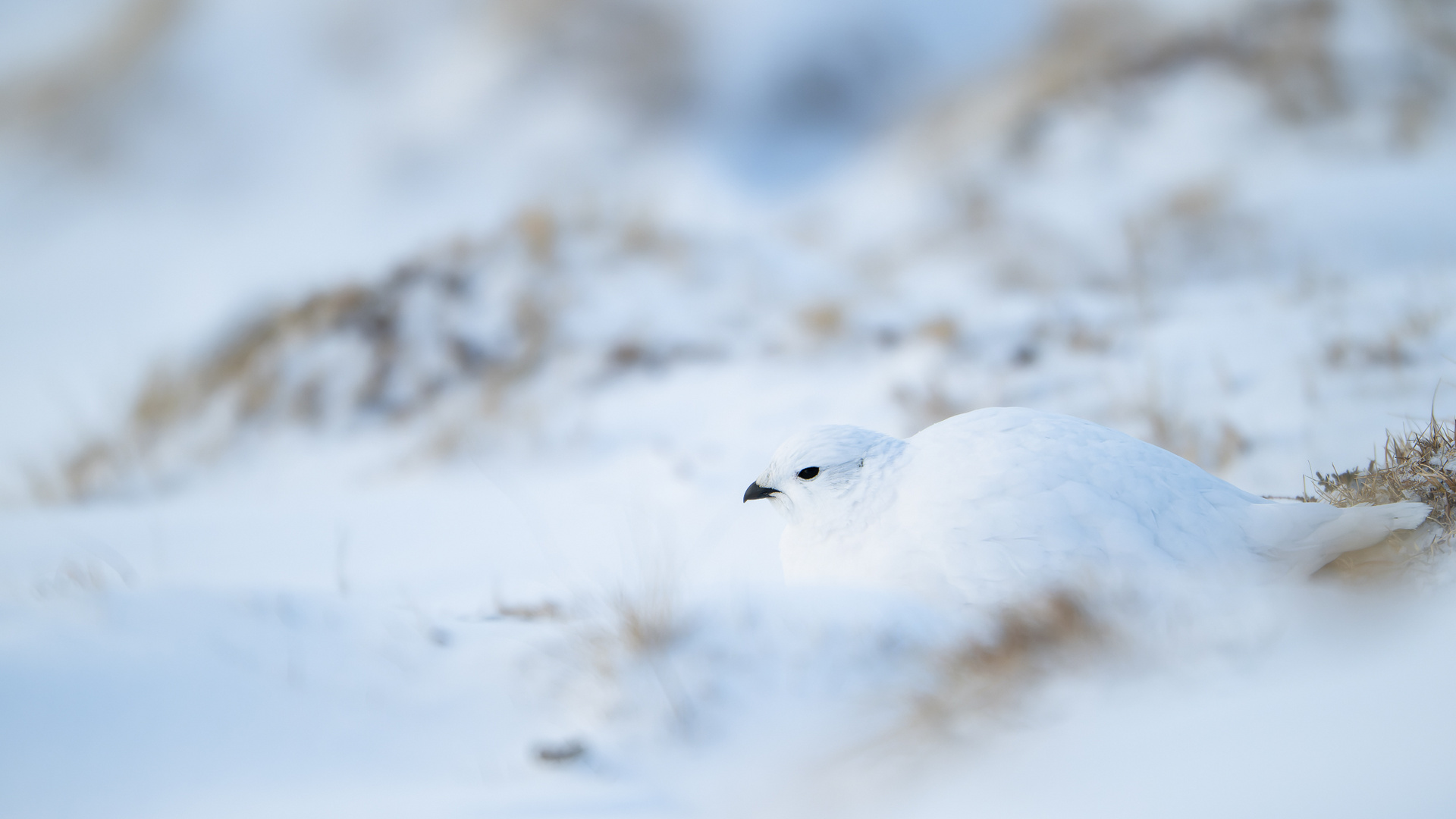 Alpenschneehuhn 