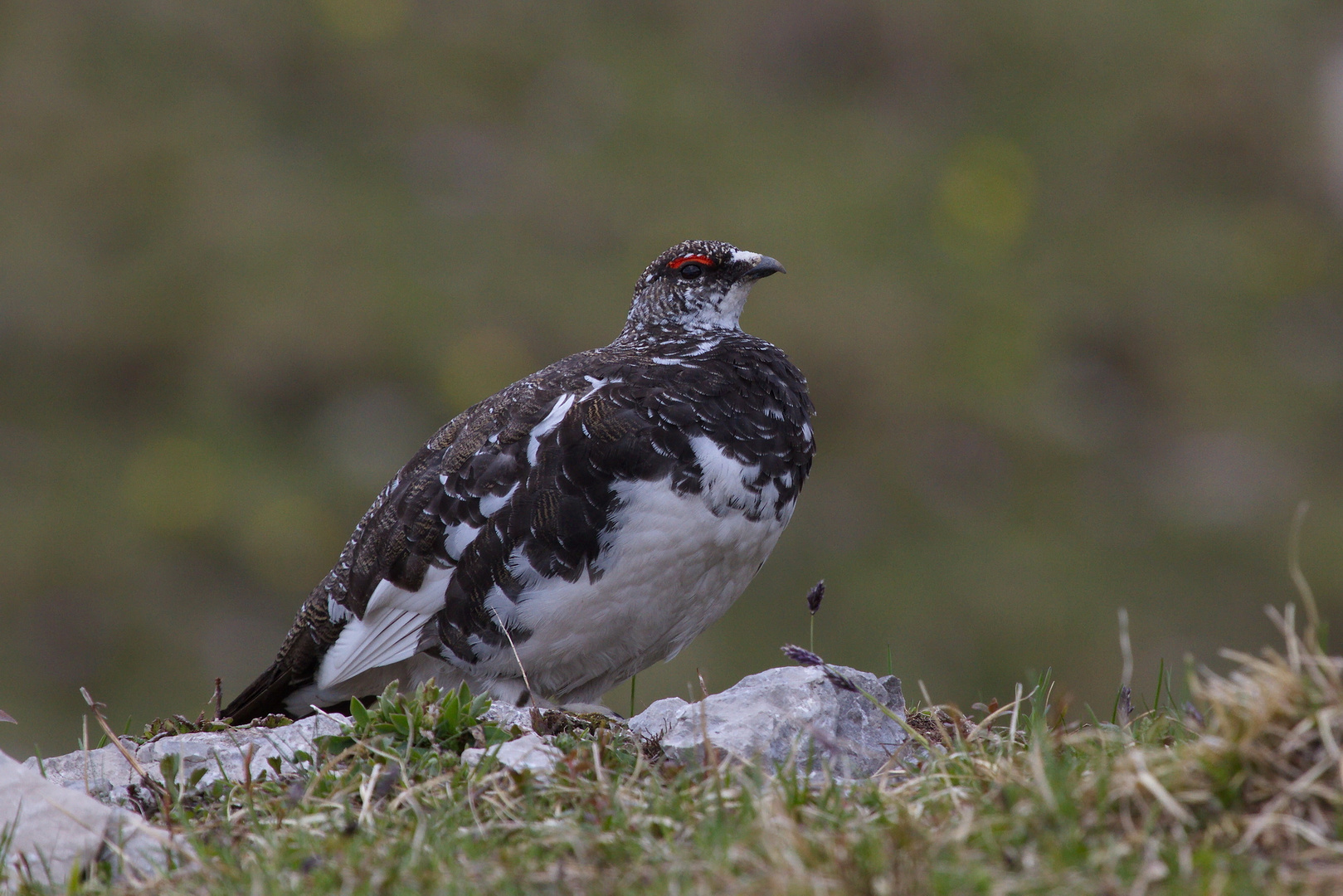 Alpenschneehuhn