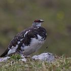 Alpenschneehuhn