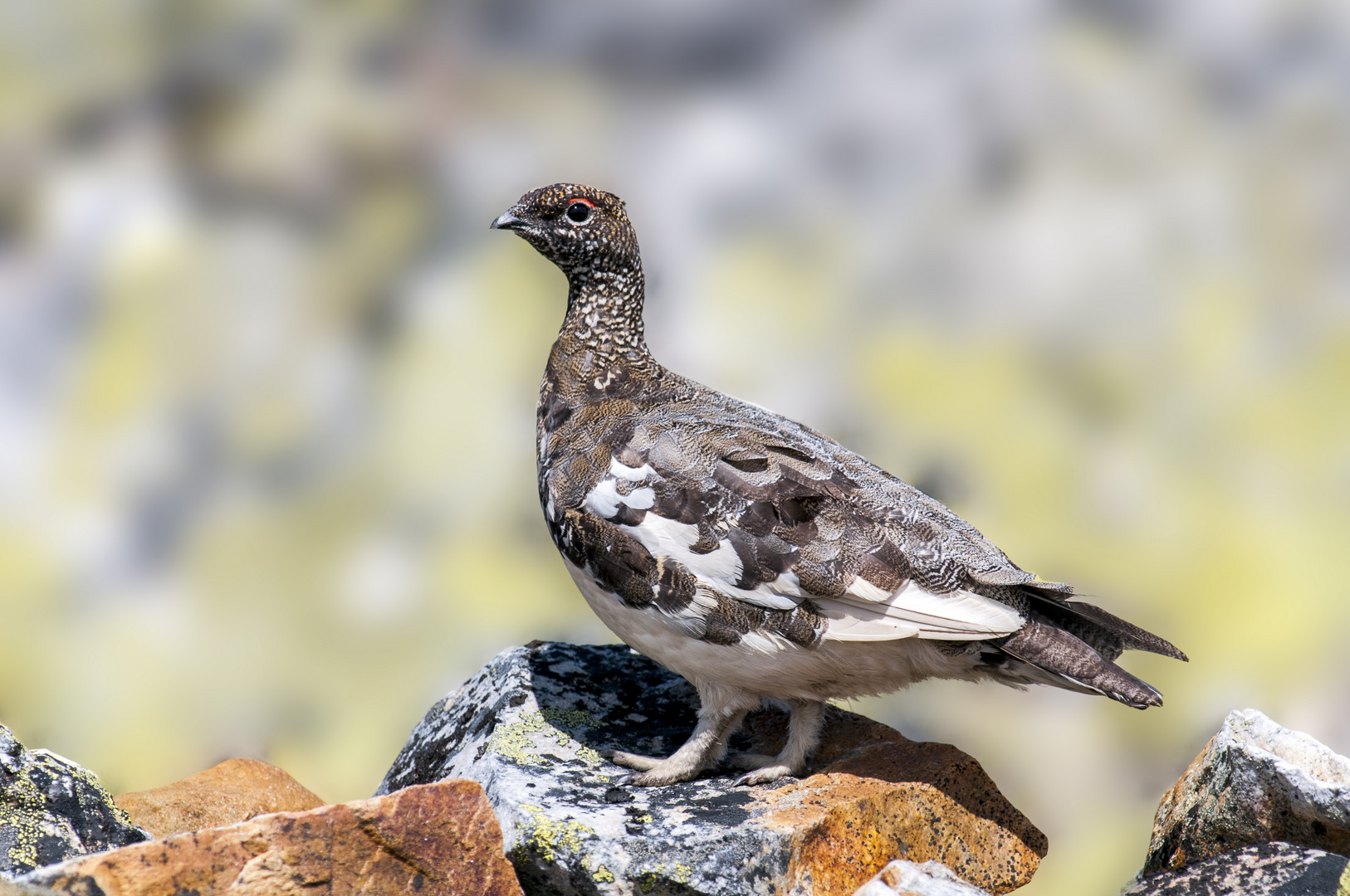 Alpenschneehuhn