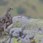 Alpenschneehuhn