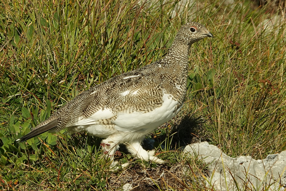 Alpenschneehuhn