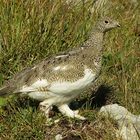 Alpenschneehuhn