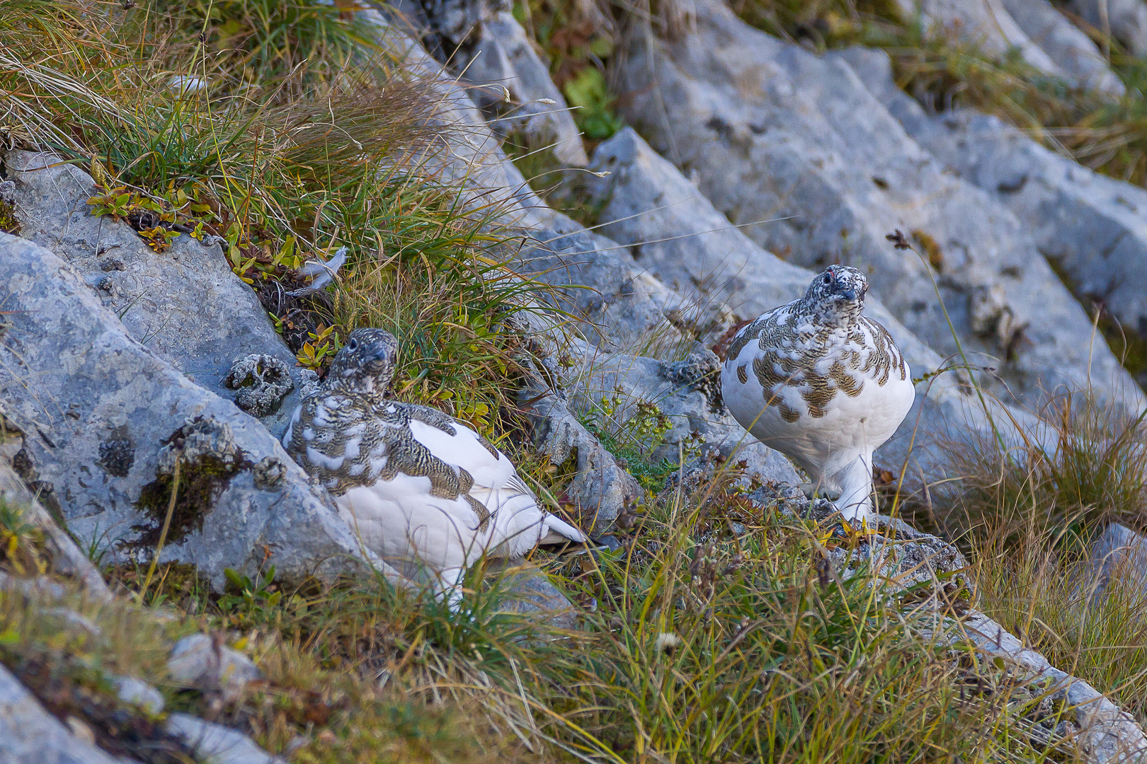 Alpenschneehuhn