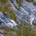 Alpenschneehuhn