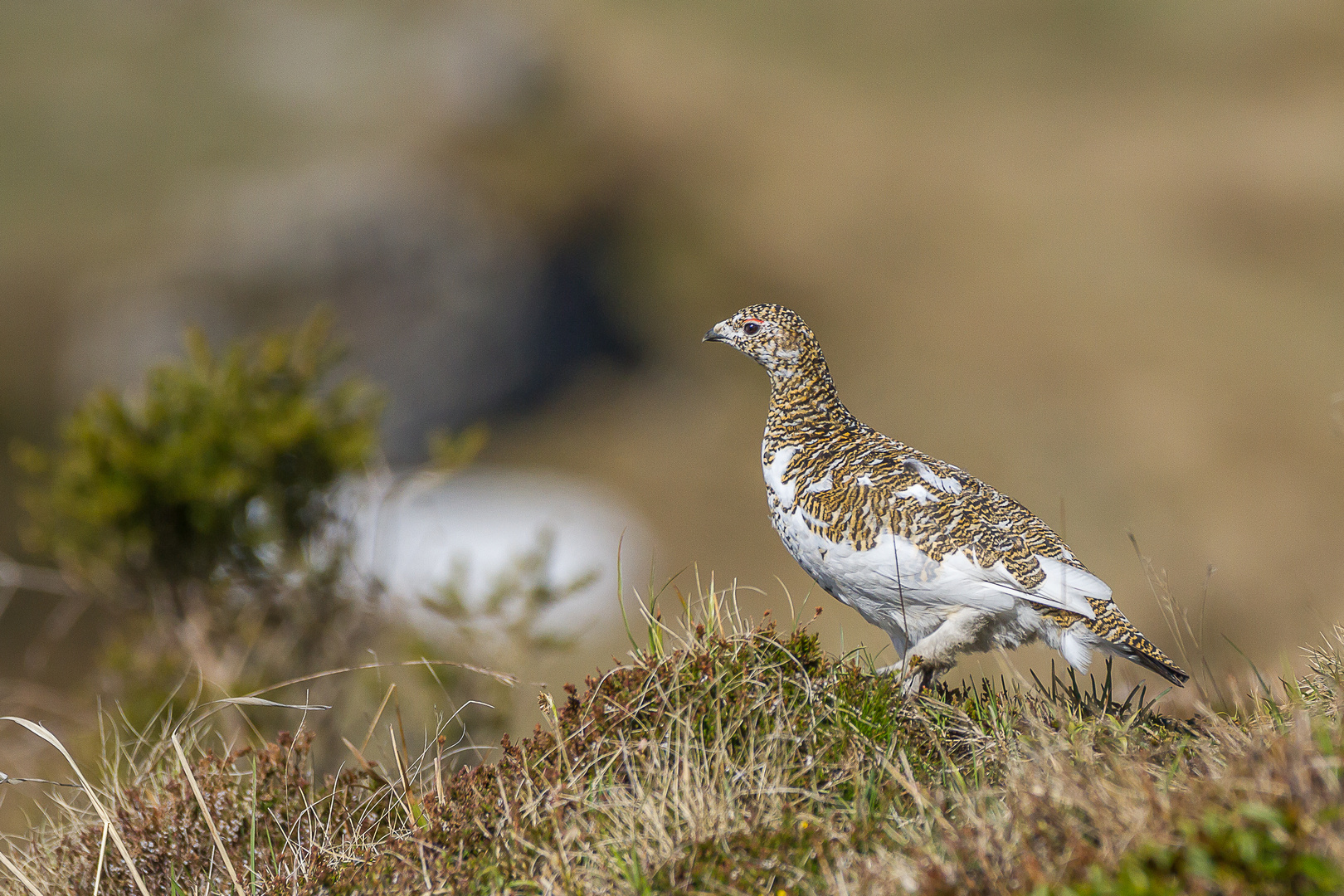 Alpenschneehuhn