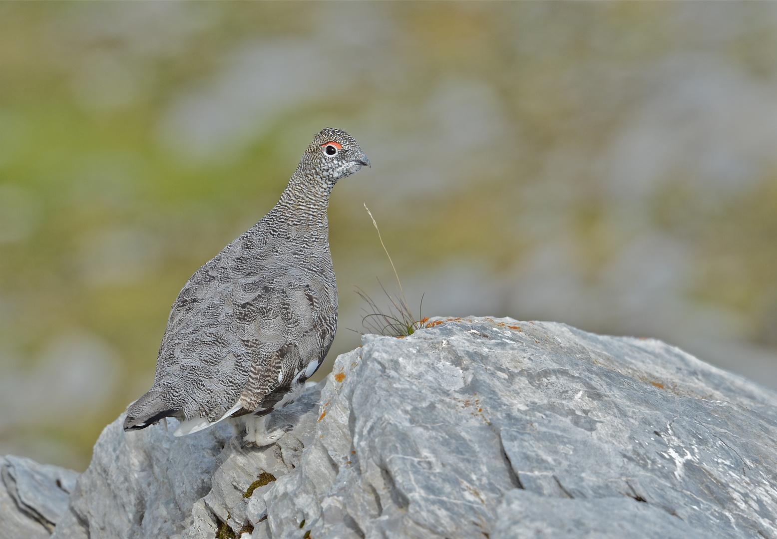 Alpenschneehuhn