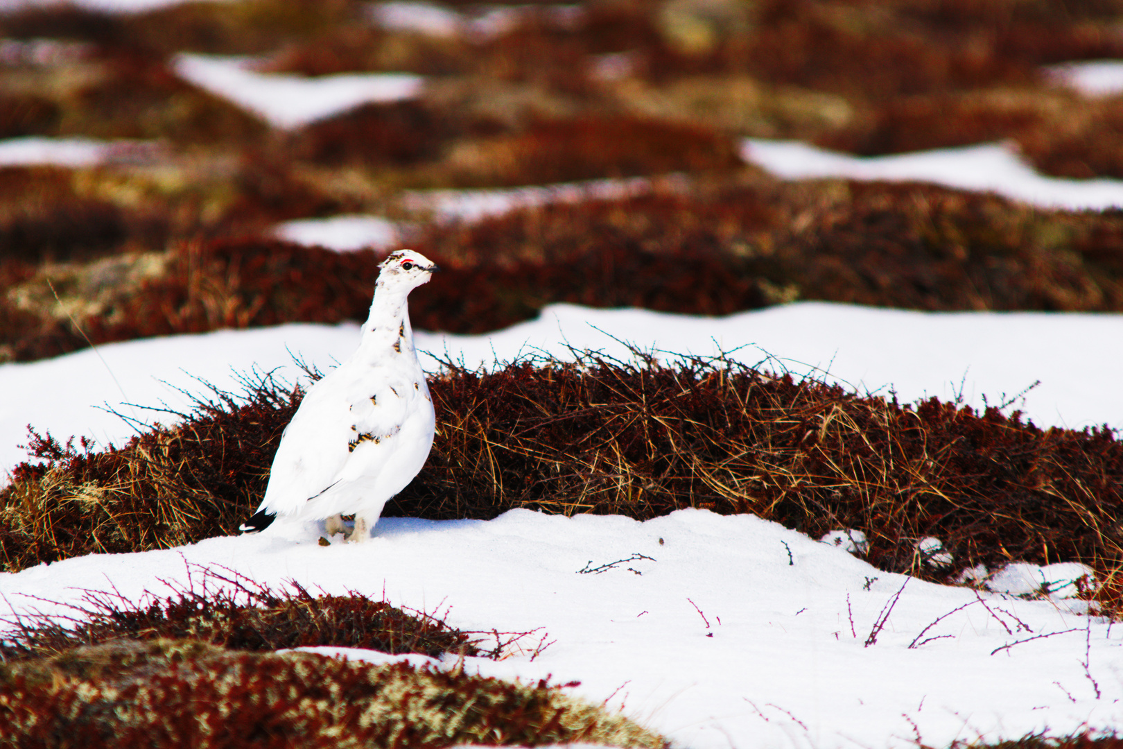 Alpenschneehuhn, Hahn, Nordisland