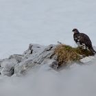 Alpenschneehuhn im Karwendel