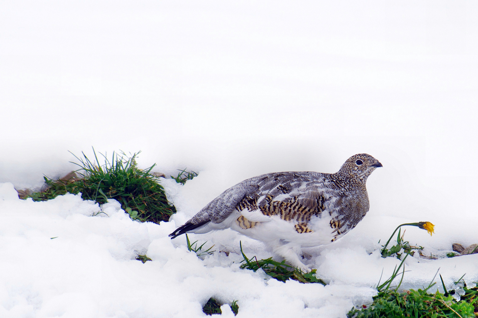 Alpenschneehuhn im Sommerkleid