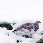 Alpenschneehuhn im Sommerkleid