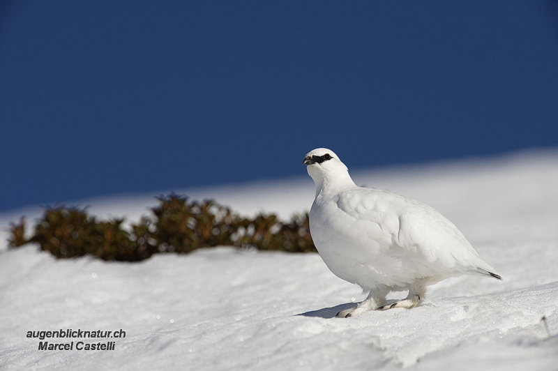 Alpenschneehuhn im Winterkleid