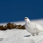 Alpenschneehuhn im Winterkleid