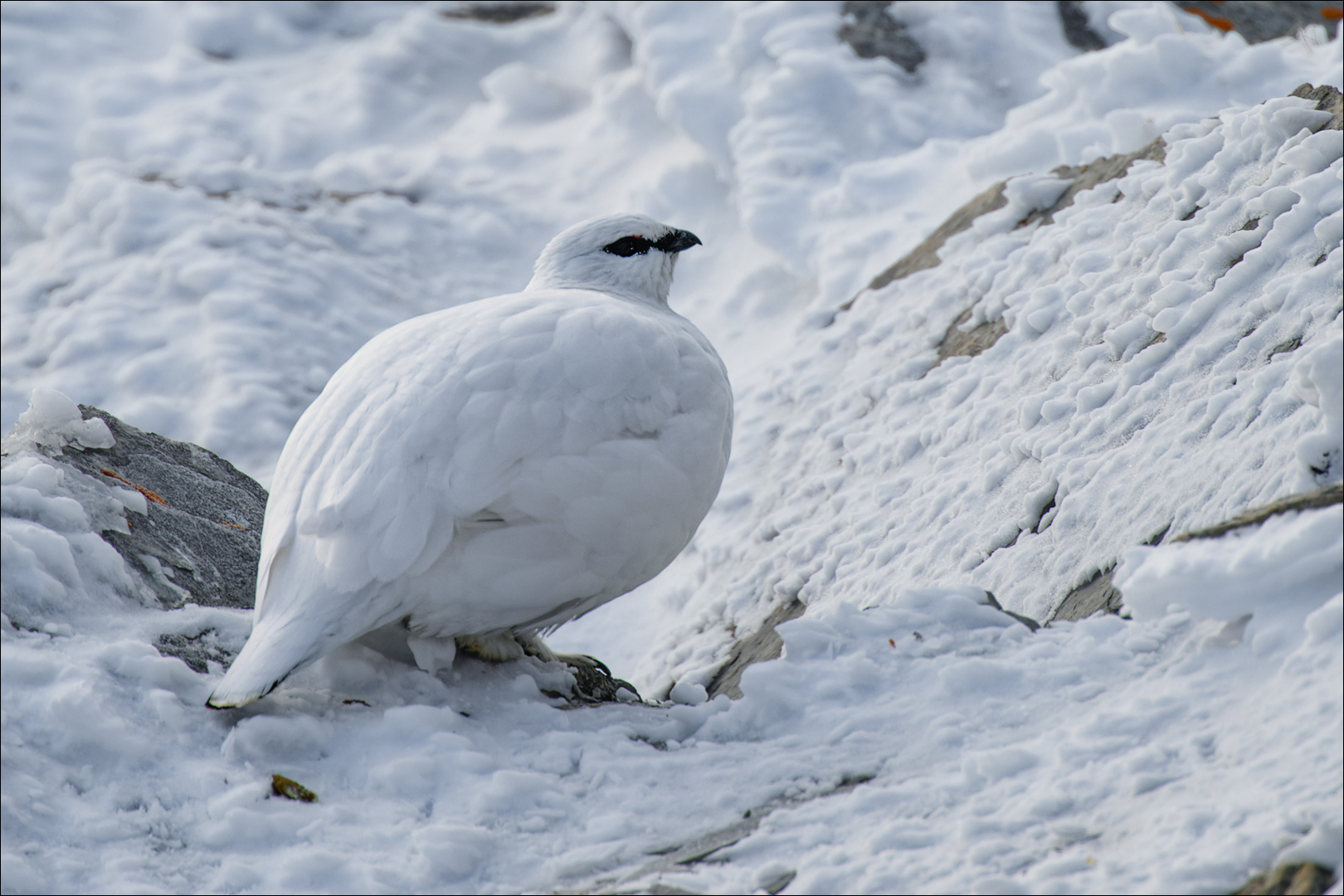 Alpenschneehuhn in seiner ganzen Grösse