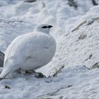 Alpenschneehuhn in seiner ganzen Grösse