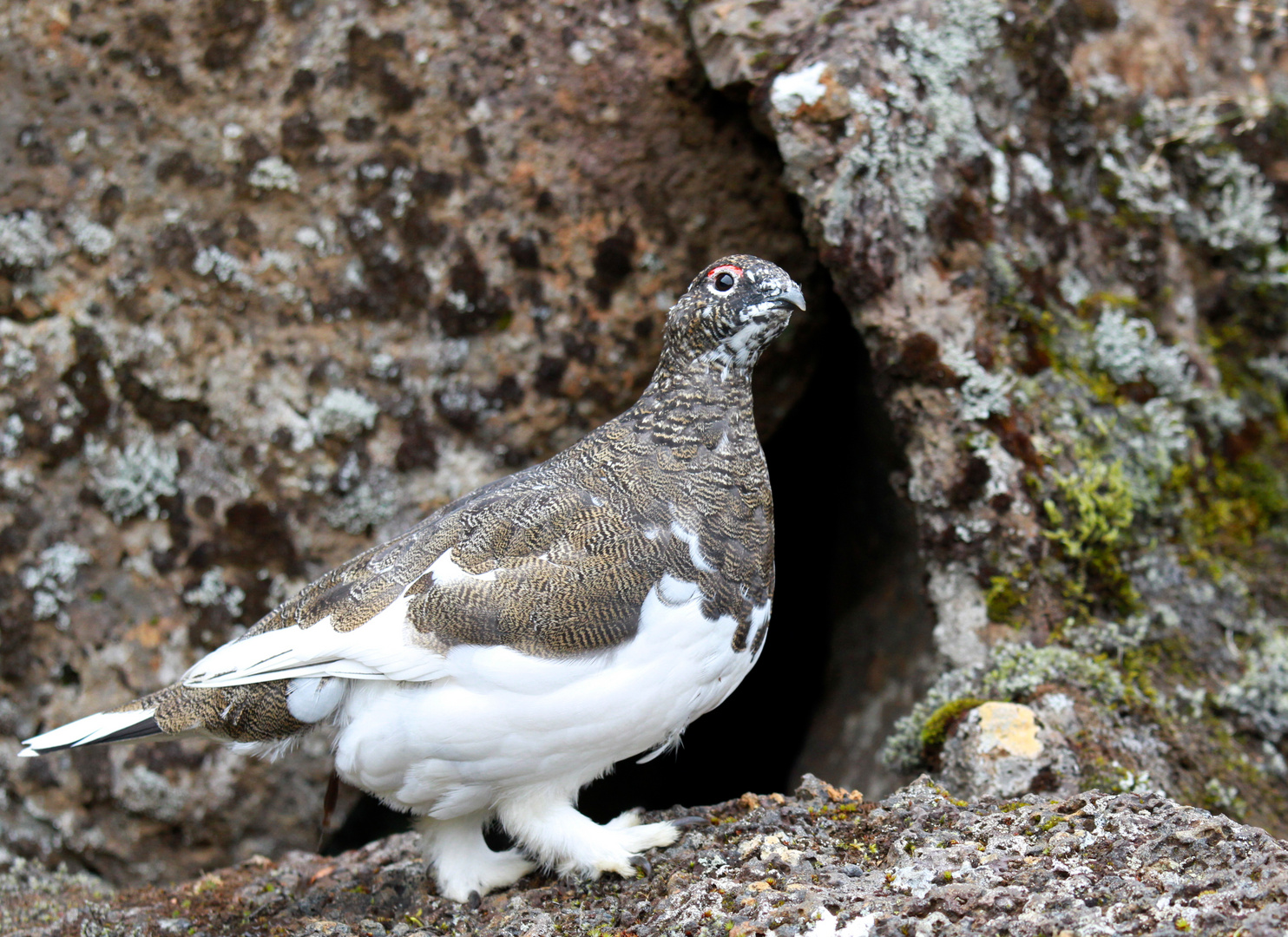 Alpenschneehuhn --- Þingvellir NP