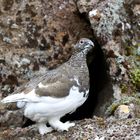 Alpenschneehuhn --- Þingvellir NP