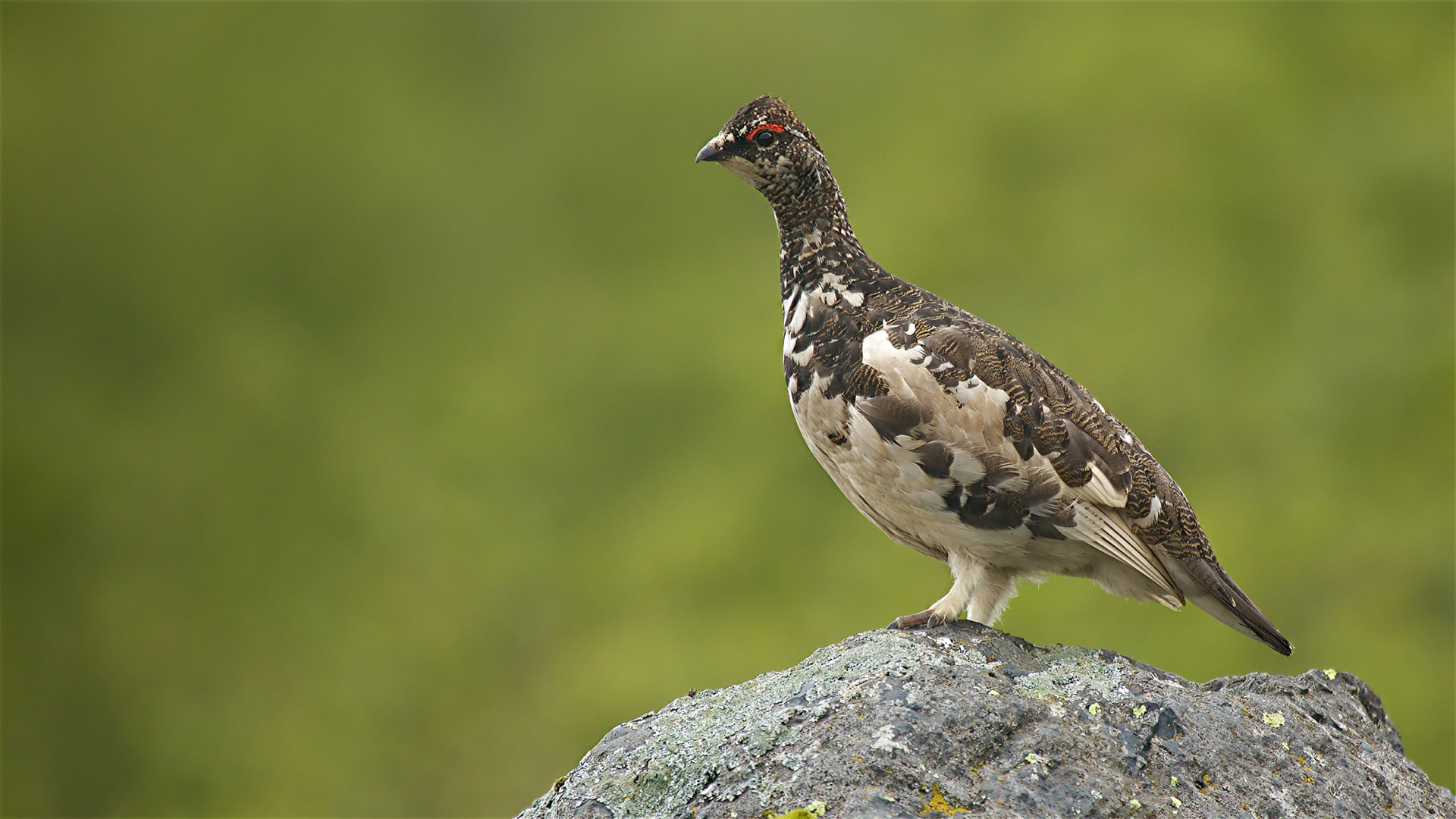 Alpenschneehuhn Island klein