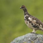 Alpenschneehuhn Island klein