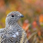 Alpenschneehuhn (Lagopus muta)