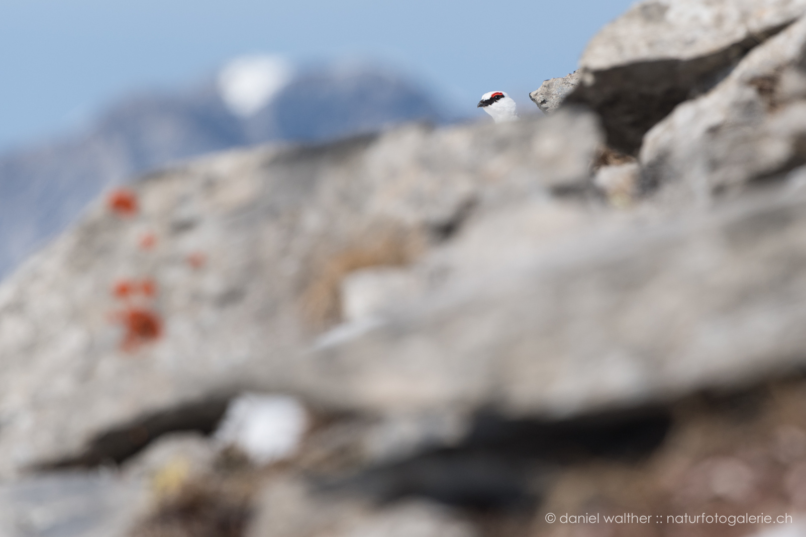 Alpenschneehuhn (Lagopus muta); ein Blick