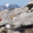 Alpenschneehuhn (Lagopus muta); ein Blick