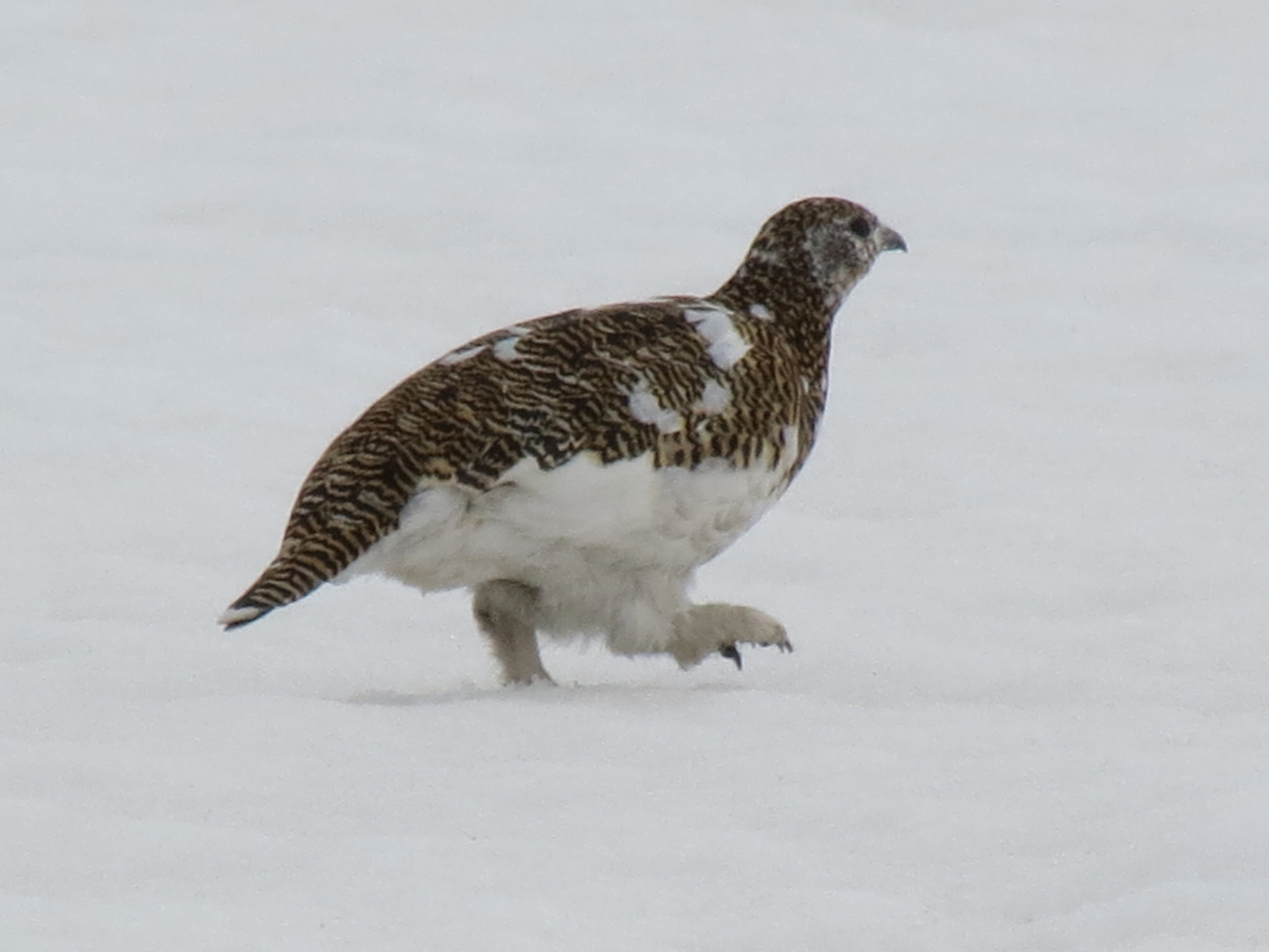 Alpenschneehuhn (Lagopus muta)