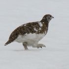 Alpenschneehuhn (Lagopus muta)