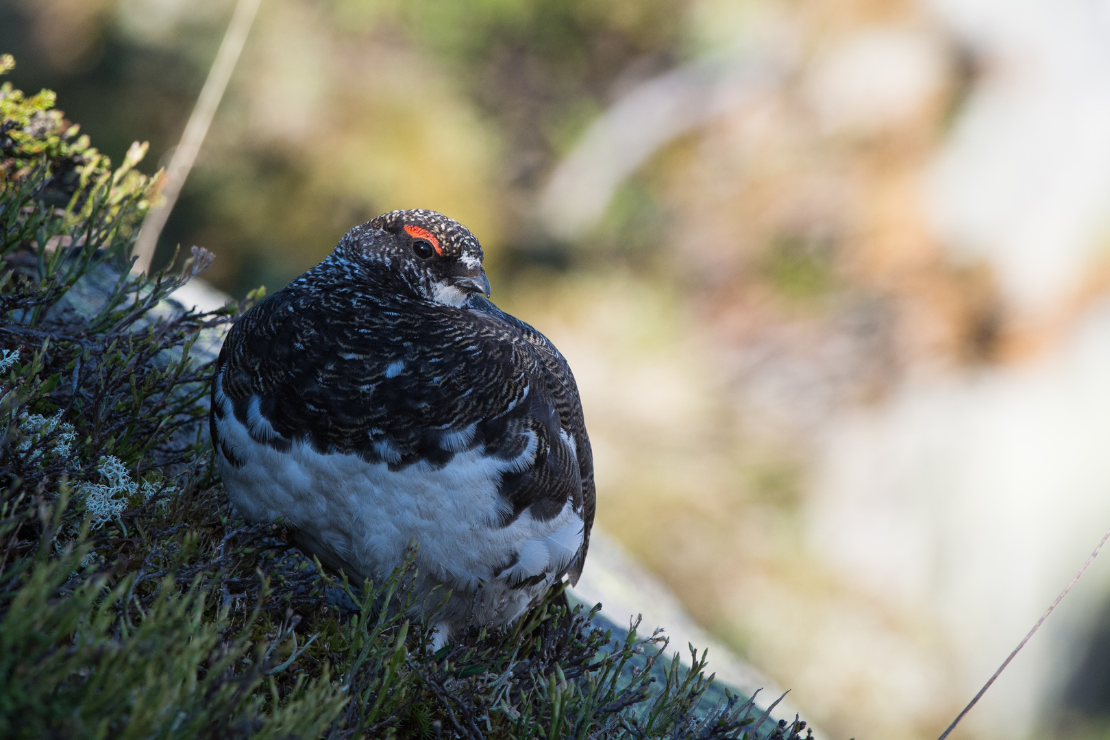 Alpenschneehuhn (Lagopus muta); im Sonnenaufgang