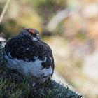 Alpenschneehuhn (Lagopus muta); im Sonnenaufgang