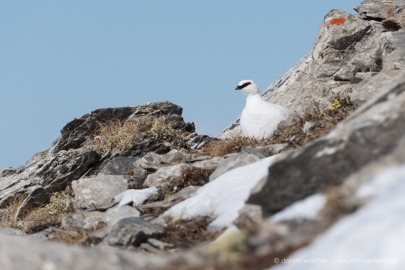 Alpenschneehuhn (Lagopus muta); posierend