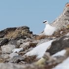 Alpenschneehuhn (Lagopus muta); posierend