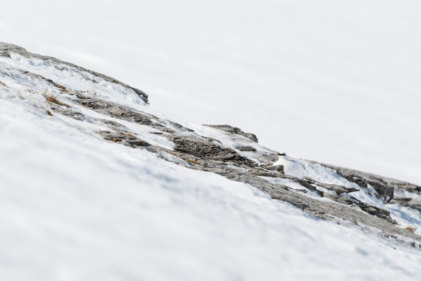 Alpenschneehuhn (Lagopus muta); weiss wie Schnee