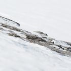 Alpenschneehuhn (Lagopus muta); weiss wie Schnee