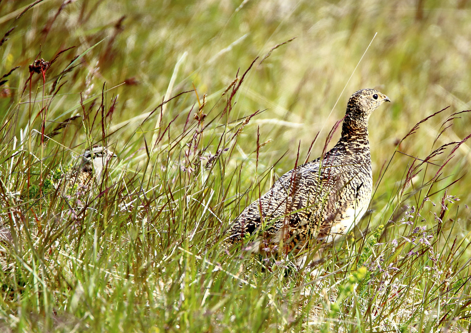 Alpenschneehuhn mit Kleinem im Schlepptau