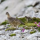 Alpenschneehuhn mit Küken im Sommerkleid.