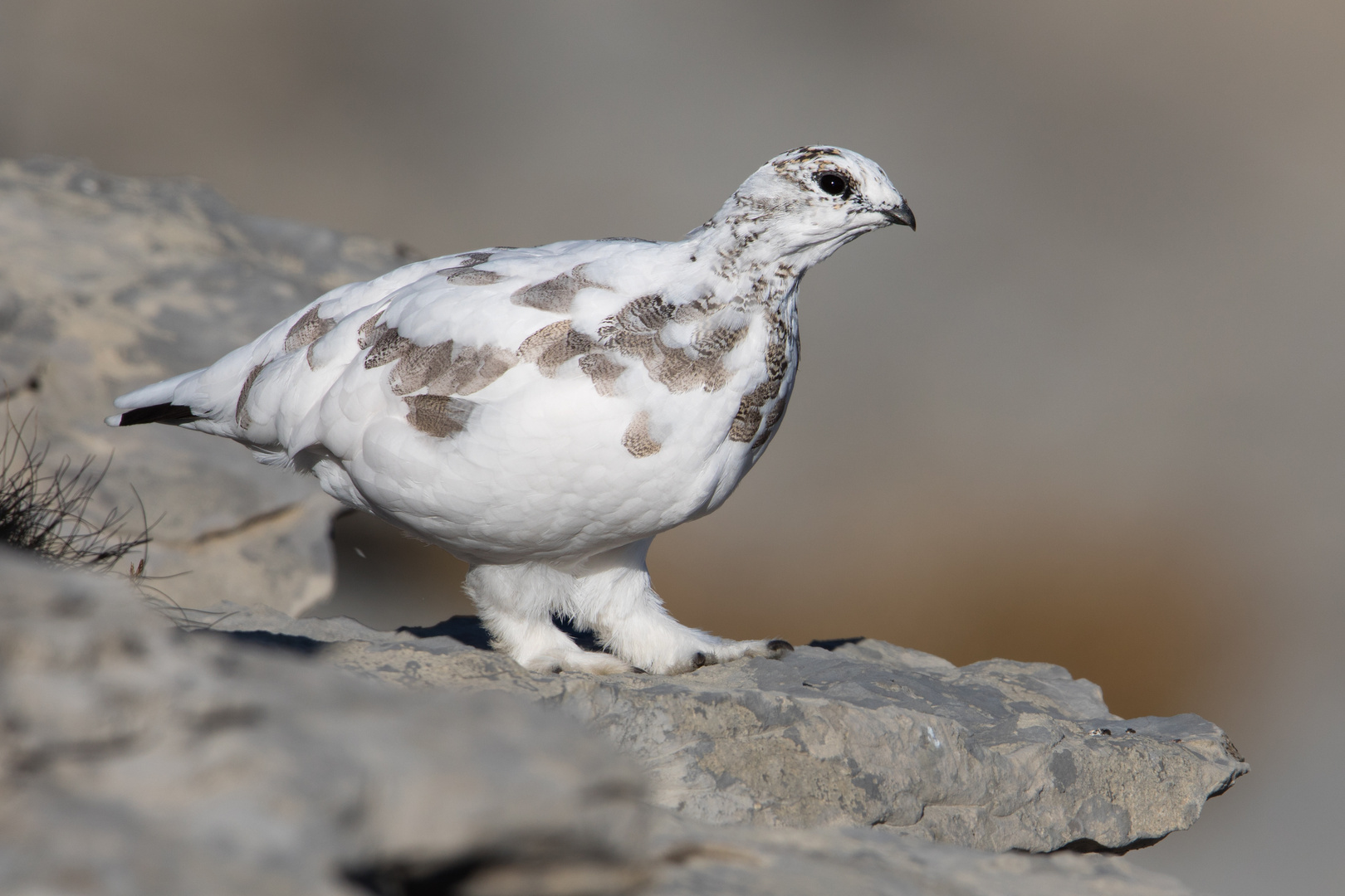 Alpenschneehuhn schon fast im Winterkleid