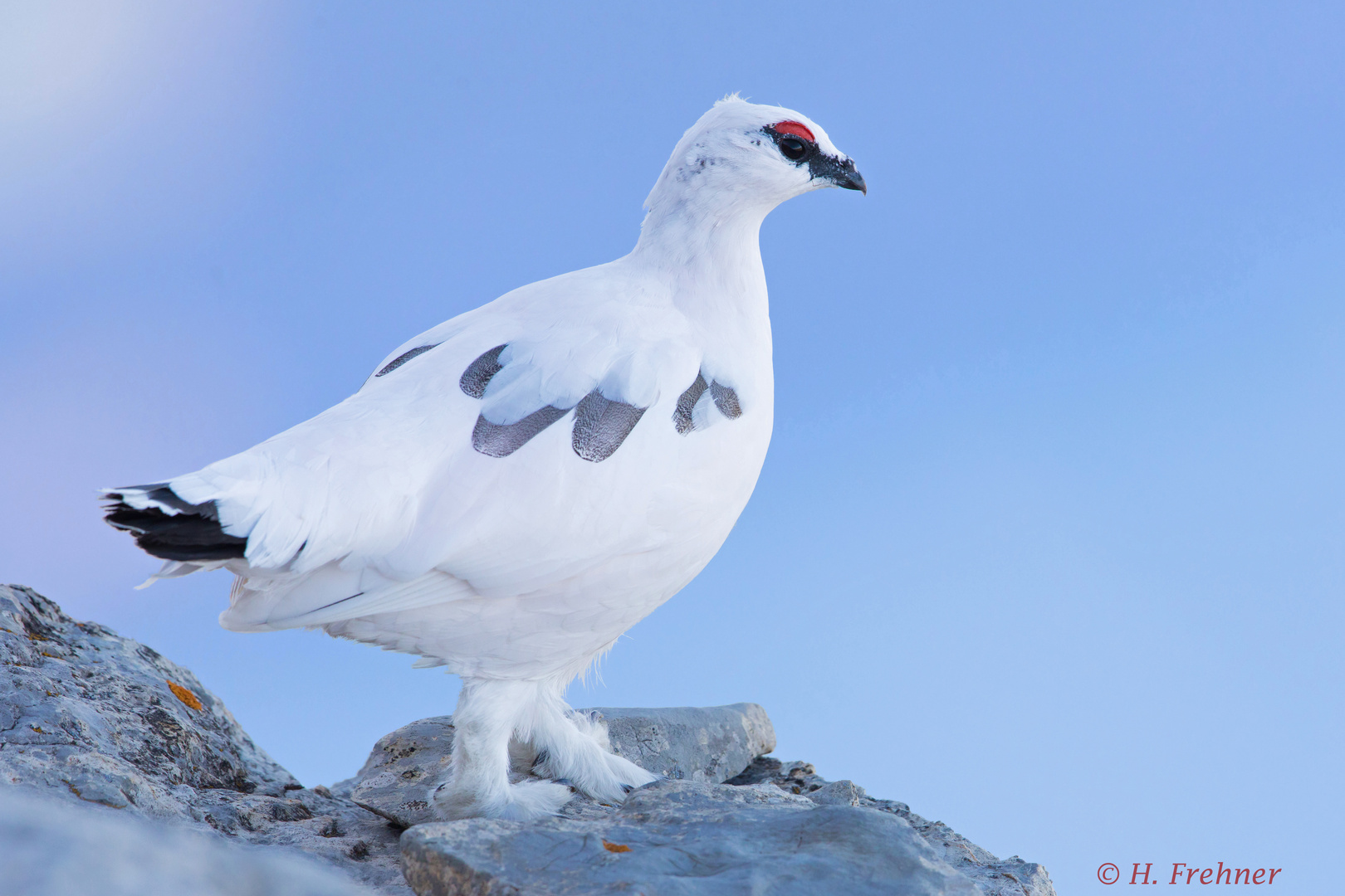 Alpenschneehuhn, Schweiz 2019