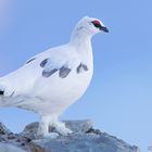 Alpenschneehuhn, Schweiz 2019