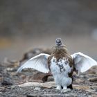 Alpenschneehuhn, Spitzbergen,