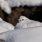 Alpenschneehuhn (w) in Island