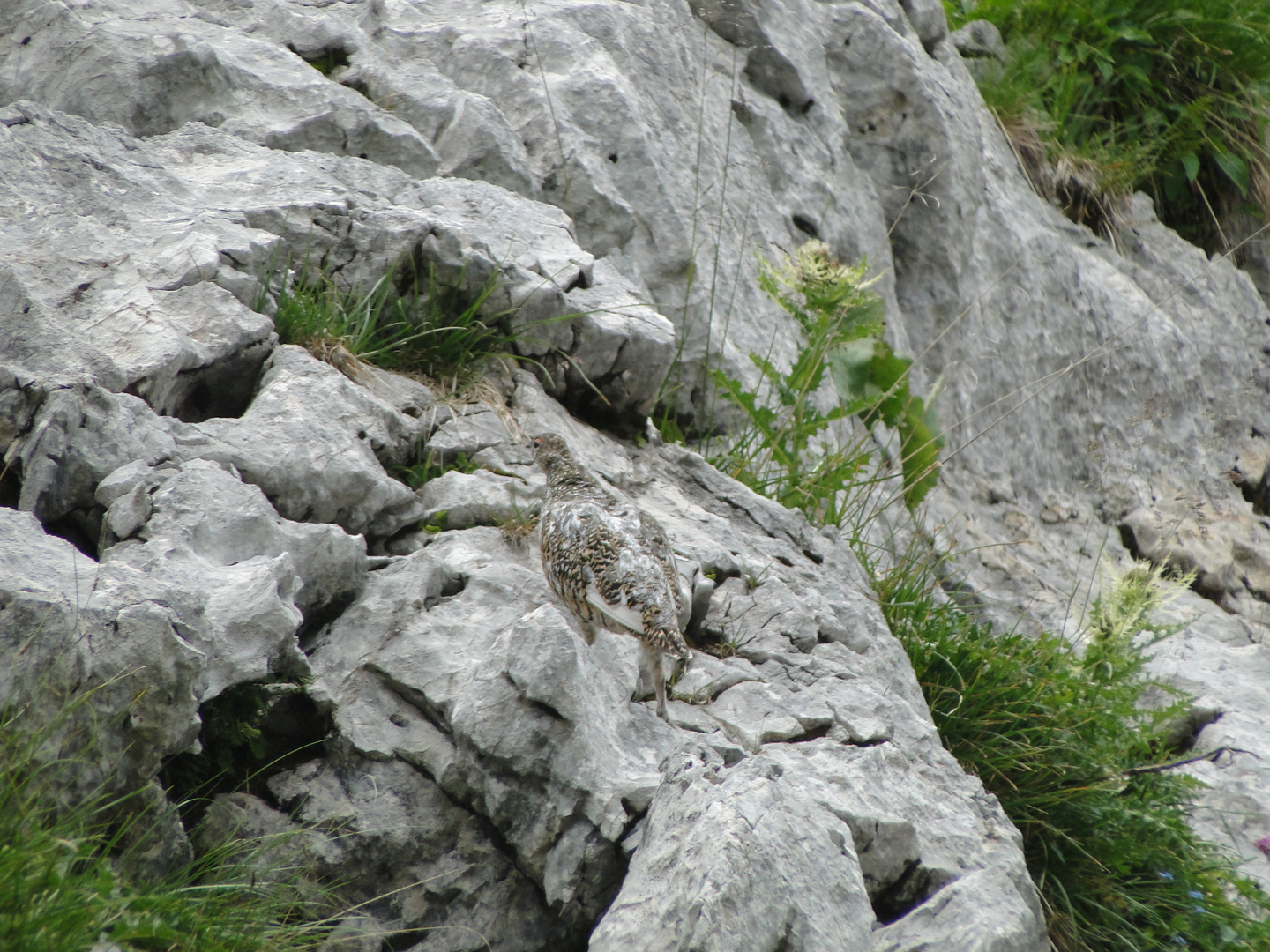 Alpenschneehuhn Weibchen