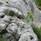 Alpenschneehuhn Weibchen