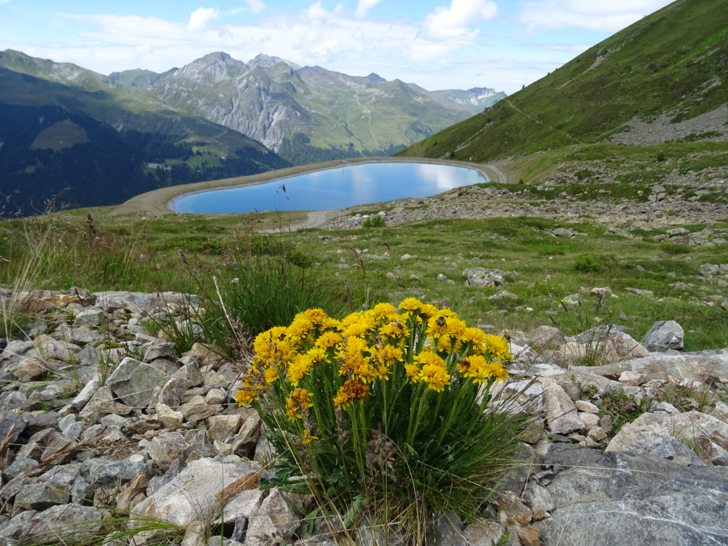 Alpenschönheit 
