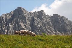 Alpenschweine